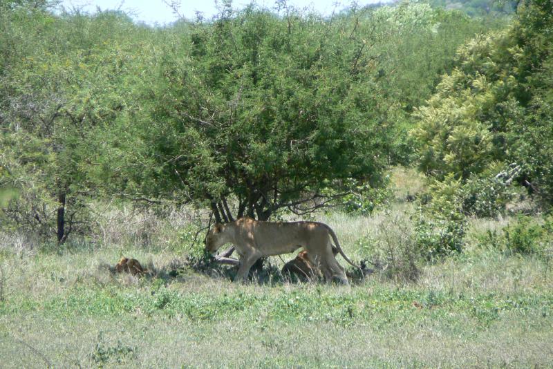 24 REGIONE DEL MPUMALANGA Parco Kruger